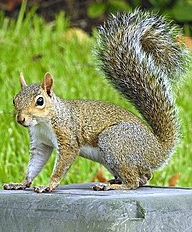 EasternGraySquirrel