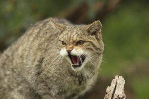 snarling scottish wildcat