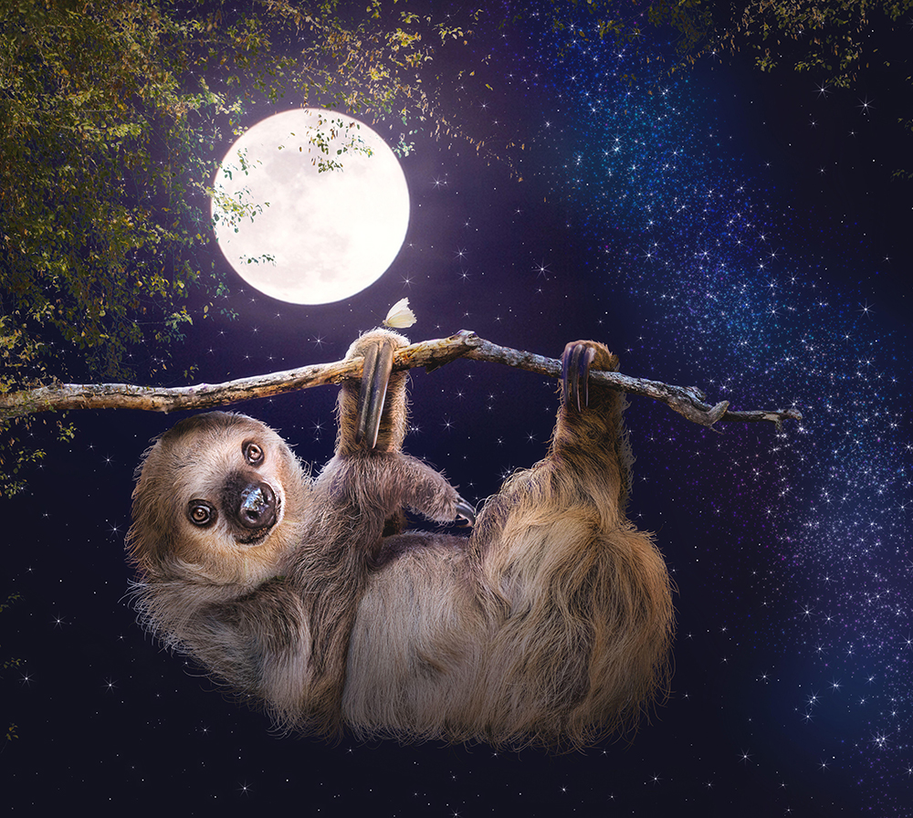 A cute two-toed sloth hanging from a tree branch at night with a full moon and stars glowing in the sky